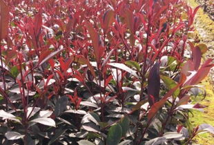 消毒， 从土壤开始