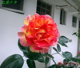 月季名品， 红木香