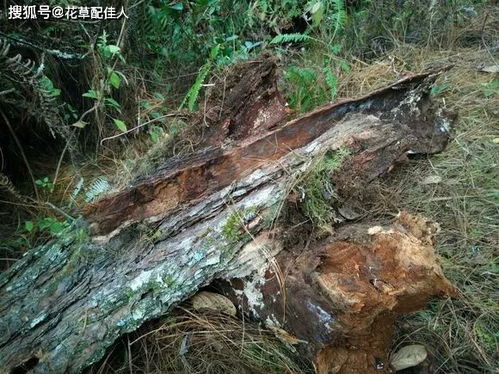 松树叶子也Neng种多肉