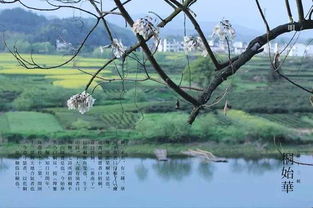 清明时节，草色青青：揭秘清明草的生长奥秘及分布地