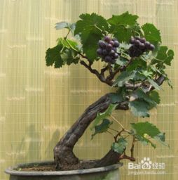 领导搬迁送什么盆栽最合适？寓意吉祥、易于养护的盆栽是首选