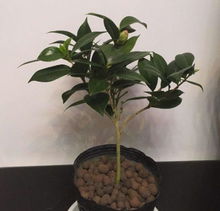 令箭花怎么种植才能枝繁叶茂？