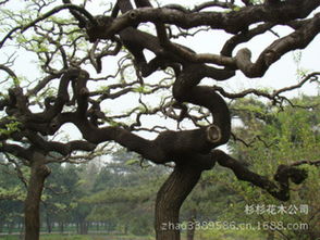 龙爪槐树， 大自然的绿色瑰宝