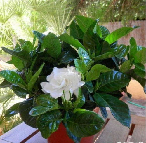 栀子花缺水了吗？