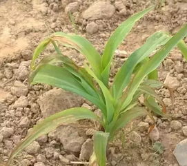 玉米苗被除草剂烧了还能缓过来吗？药害图片显示情况严重吗？
