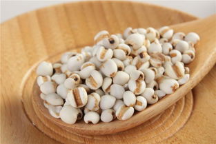 薏米种子采购攻略：线上线下渠道大揭秘