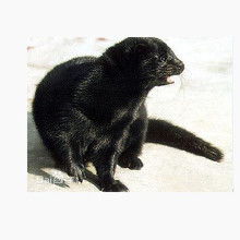 水貂冬毛生长期管理，关注营养、环境与活动