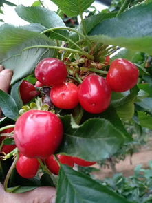 采果后病虫害防治的重要性