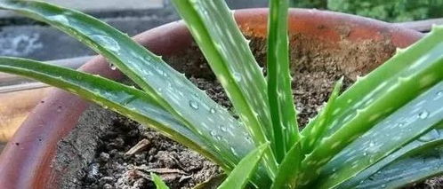 盆里青菜长虫了怎么安全有效除虫