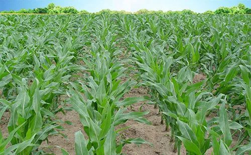 喷洒时的注意事项， 别让药效跑了