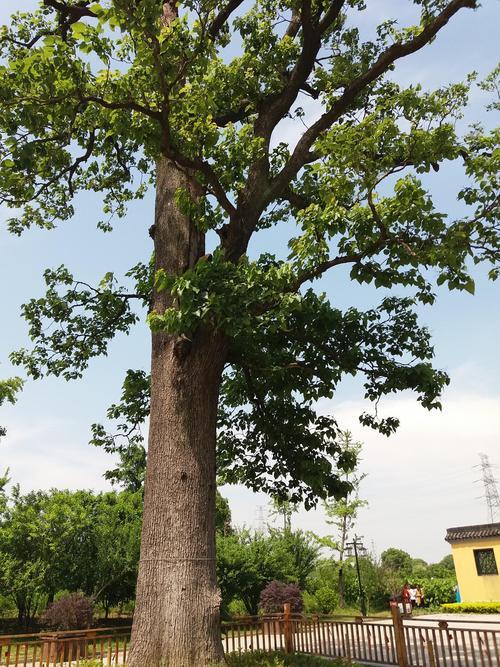 梓树的种植技巧：温度与土壤
