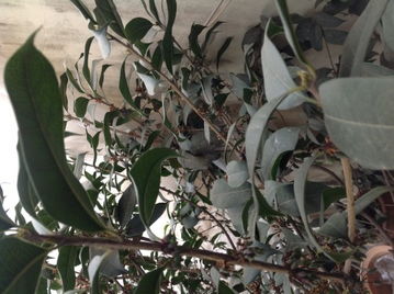 黄杨的价值之谜：直径与价格的那些事儿