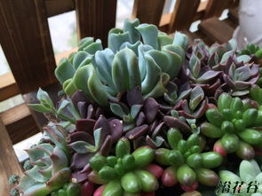 如何防止多肉植物徒长