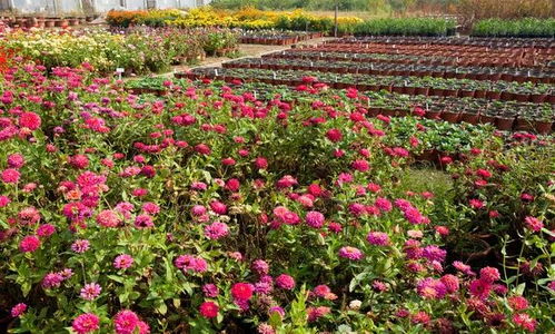 植物喷错除草剂后的种种反应