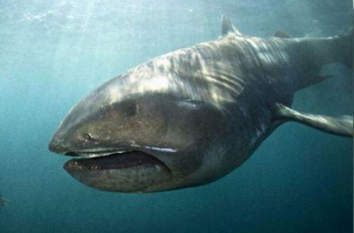 舟山大黄鱼生活在近海温带海域，以浮游生物为食