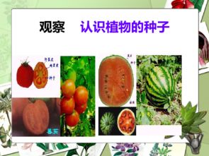 （三）不同种子的发芽特点