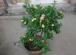 石榴的施肥技术