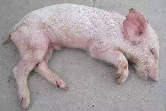 饲料更换致育肥猪胃溃疡，需及时诊疗