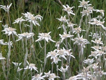 菖蒲的神秘面纱