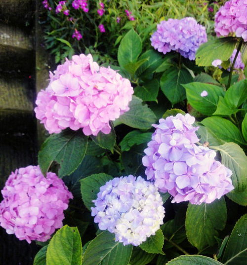 绣球种植要点及花语：繁花似球
