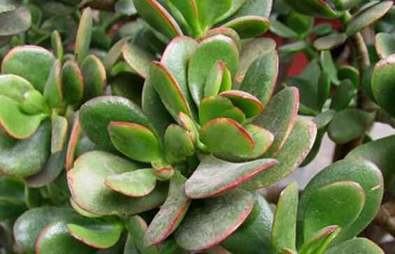 燕子掌与玉树，有何不同？