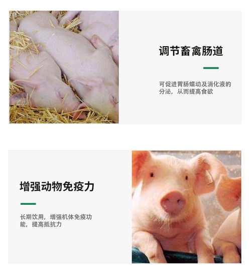 高温天养猪如何科学补充微量元素？