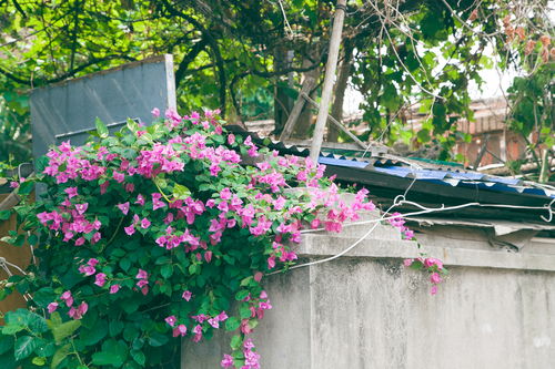 月季的花园大秀