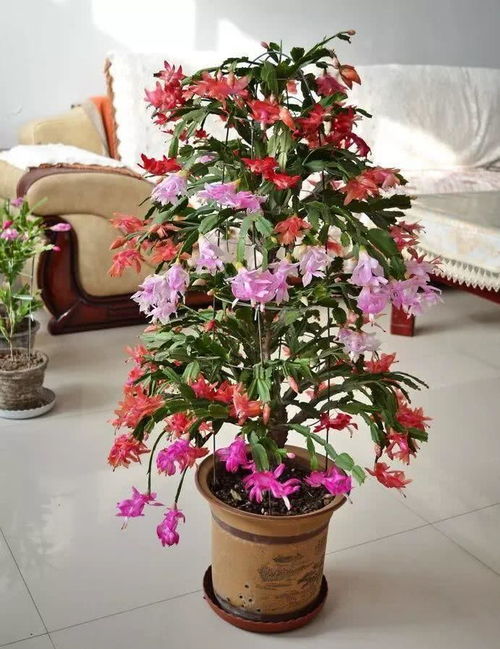 1. 肥料种类大比拼，你选对了吗？