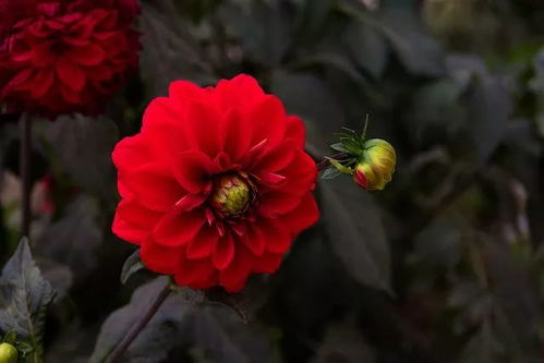 大丽花：大朵娇艳的热带美人