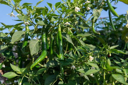 平安采摘， 注意事项不Neng忘