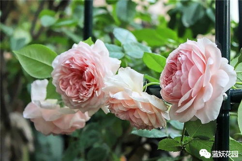 月季花瓶里插花， 数量与保鲜小秘籍