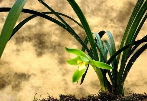 兰花浇水不当，花朵难以绽放