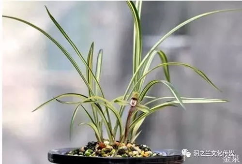 “如何根据兰花消毒剂选择合适的兰花杀菌剂