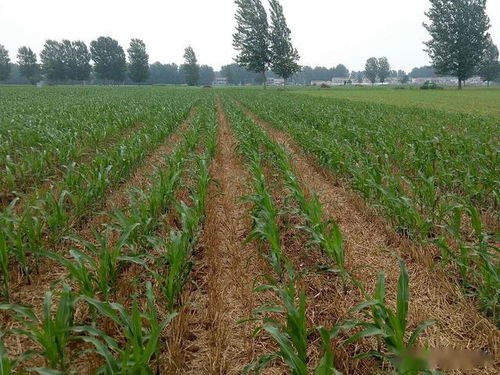 化学除草剂与机械除草