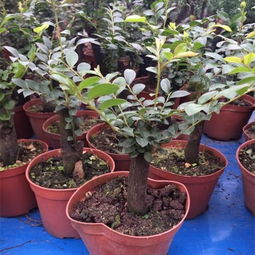 成功案例：上海某花友操作记录