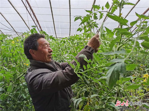 辣椒苗生长不良的烦恼