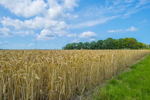 2024年小麦多少钱一斤，十年前小麦多少钱一斤，价格相差多少？