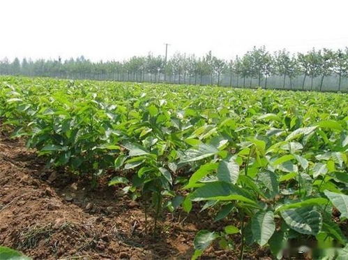 龙眼育苗：探讨龙眼种子繁殖技术及其在林业中的应用
