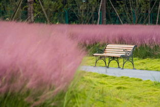 哪种草在干旱土壤中种植30天内嫩快速成坪嗯？