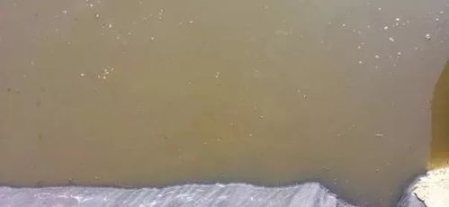 鱼塘水质浑浊导致水体恶化，影响鱼类生长及生态环境