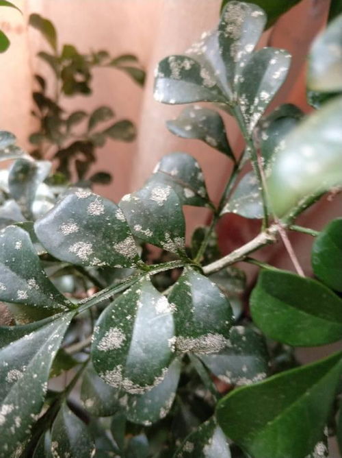 米兰叶子发黑发焦脱落，是香水米兰得了什么病？