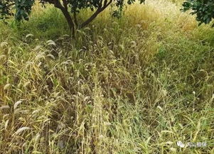 草甘膦：广谱性除草剂， 茶园里的好帮手