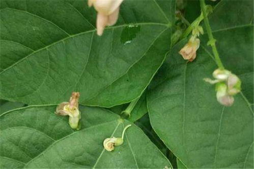 豆角种植那些事儿，病害防治全揭秘！