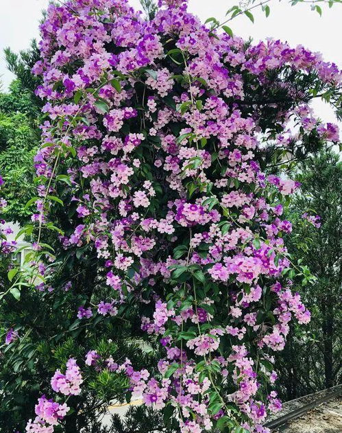 蒜香藤的生长习性