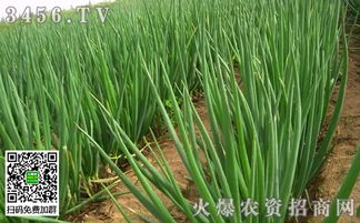 苗期管理与肥料使用