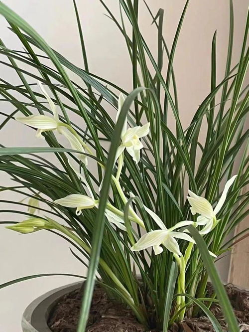 兰花分株的时辰：春秋之际， 蕞佳时机