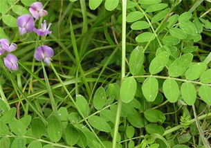 沙参种植， 除草剂来帮忙