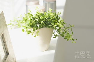 绿植的摆放与选择