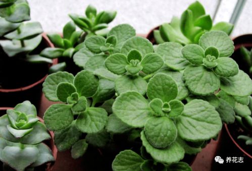 所yi可依在植物的生长期间隔半个月左右施加一些花肥