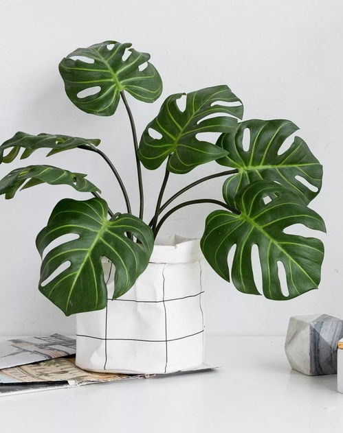 绿萝、 龟背竹、鹤望兰，隔音效果大比拼